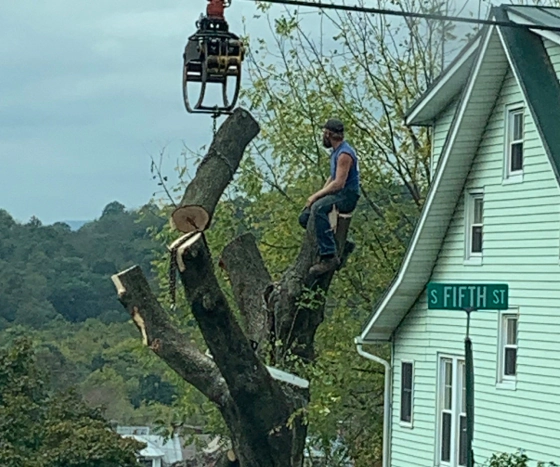 SP Tree removal
