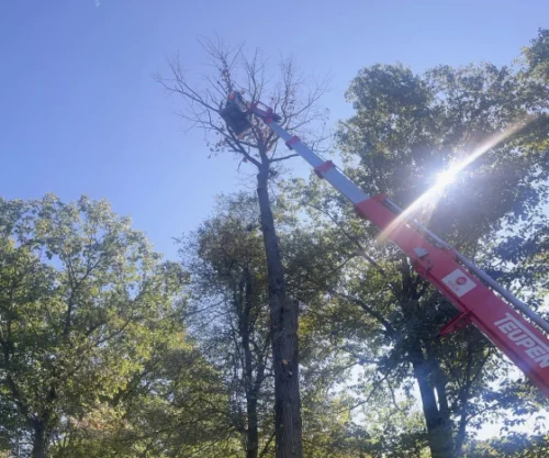 SP tree preservation