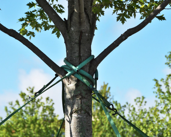 tree cabling and bracing