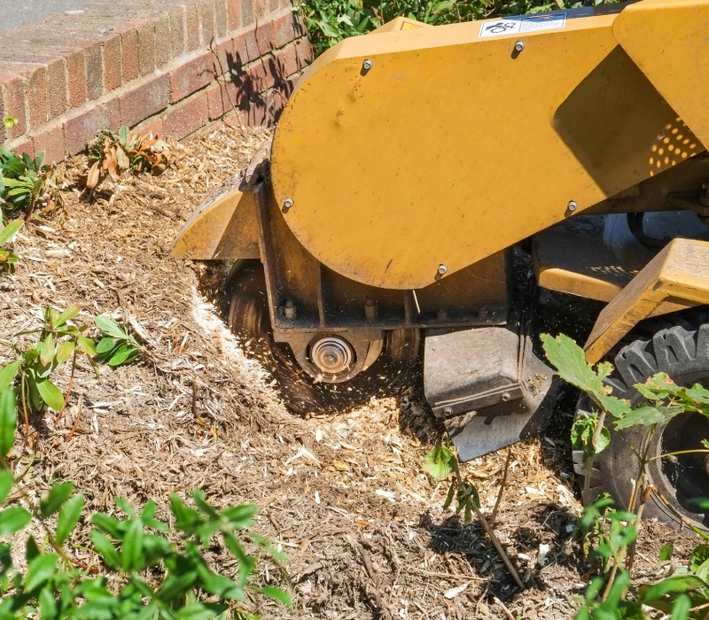 stump removal services